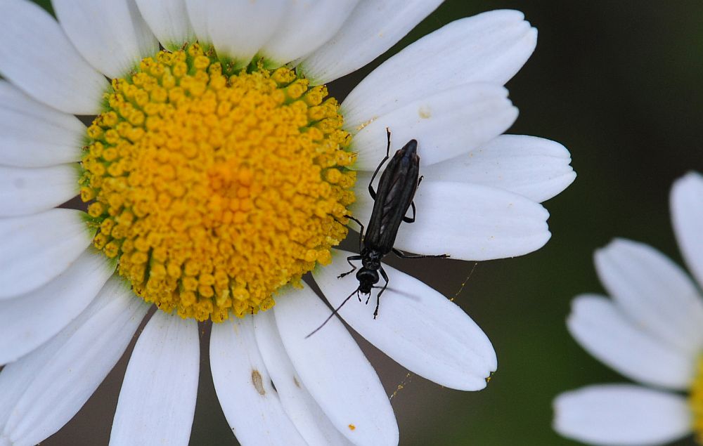 La vita in un fiore - seconda parte